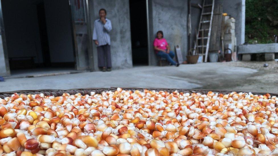 Corn farmed by Xiong to feed the chickens