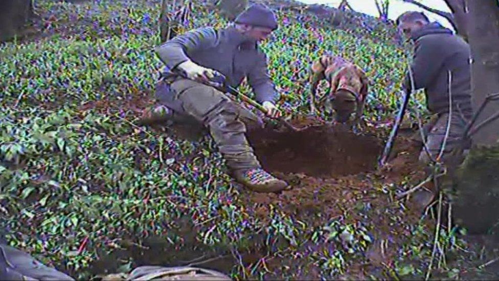 The men are caught on camera digging for badgers with dogs