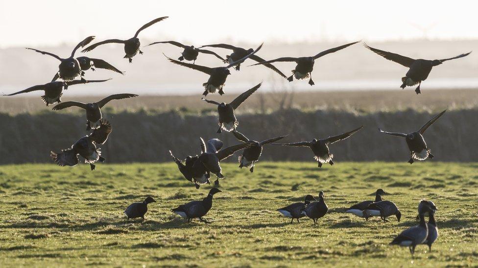 Brent Geese coming into graze at Northey Island