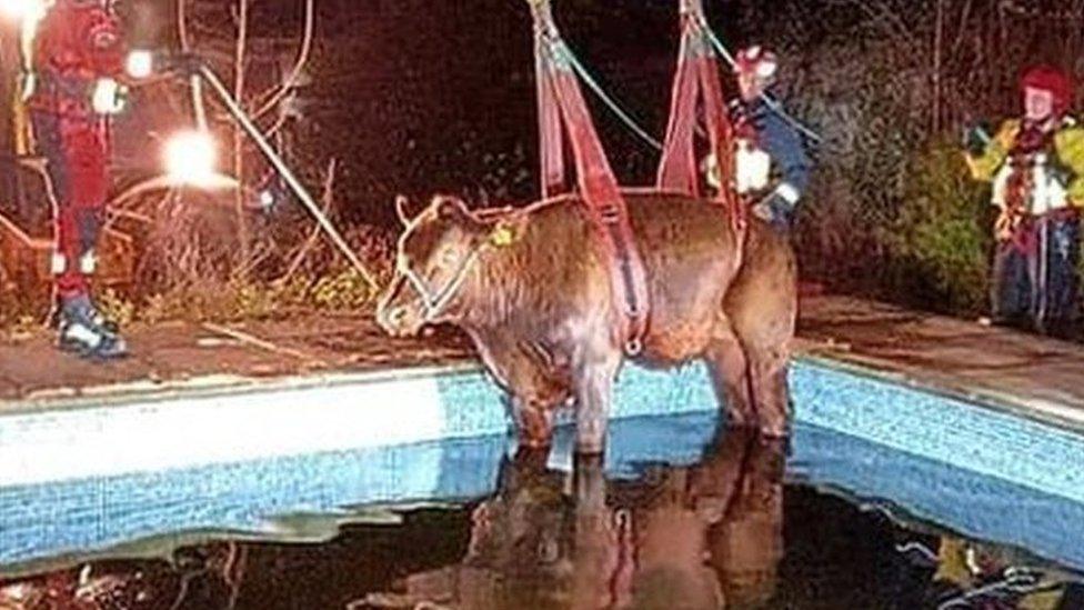 A photo of the bull being lifted