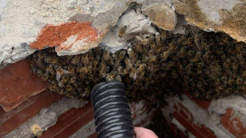 Removal of bees using vacuum