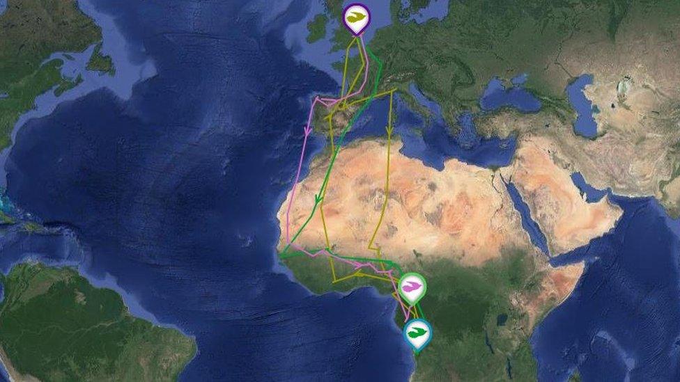 Cuckoo migration map