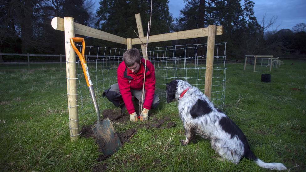 George Holmes and Sprockett the dog plant a tree