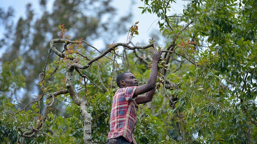 A khat farmer harvests shoots of khat at his farm in Maua, in Meru county on September 9, 2016 in Kenya's central province.