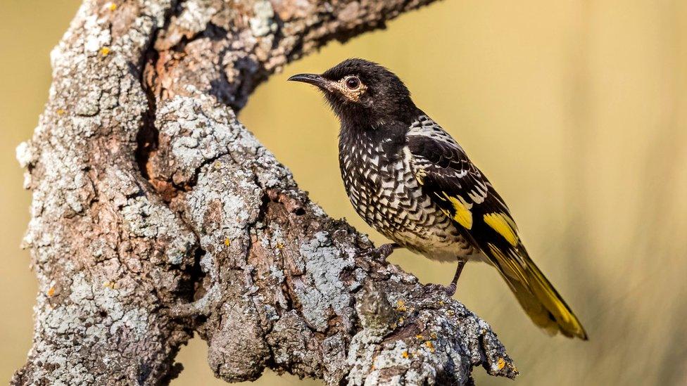 Regent honeyeater