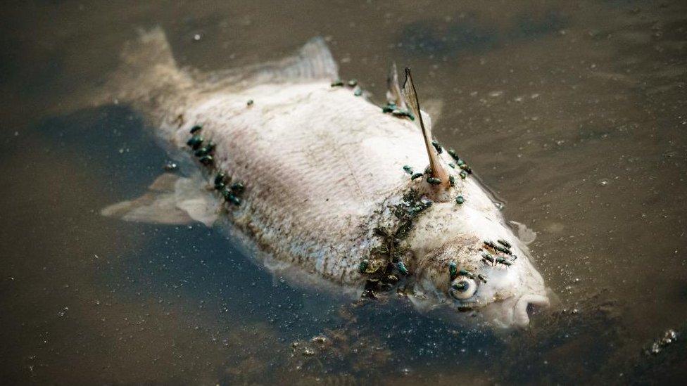 Close-up of a dead fish with flies crawling over it