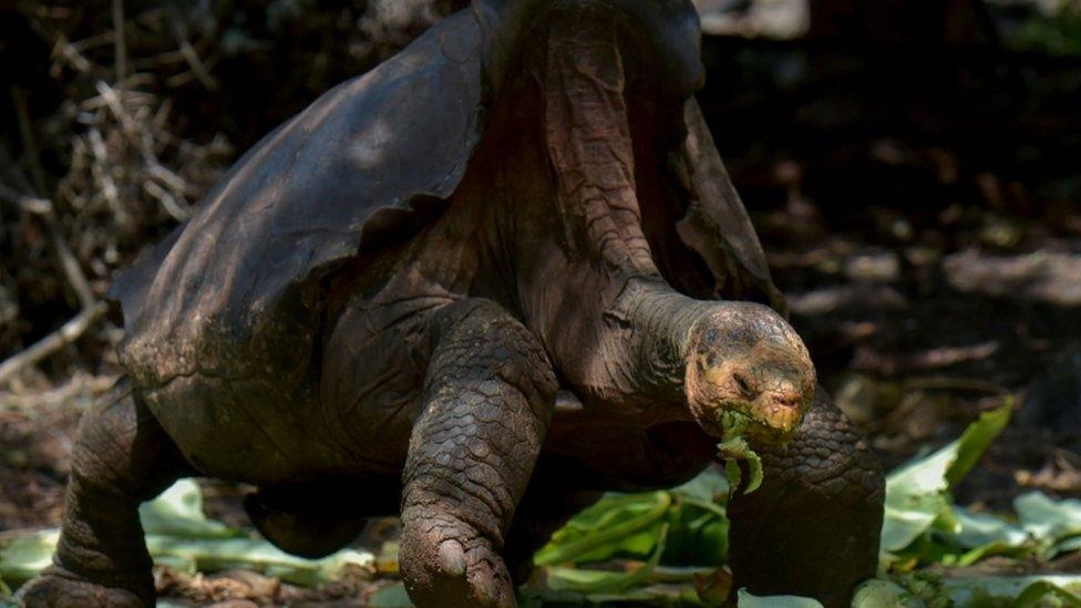 Diego, a tortoise of the endangered Chelonoidis hoodensis subspecies from Espanola Island, is seen in a breeding centre at the Galapagos National Park on Santa Cruz Island