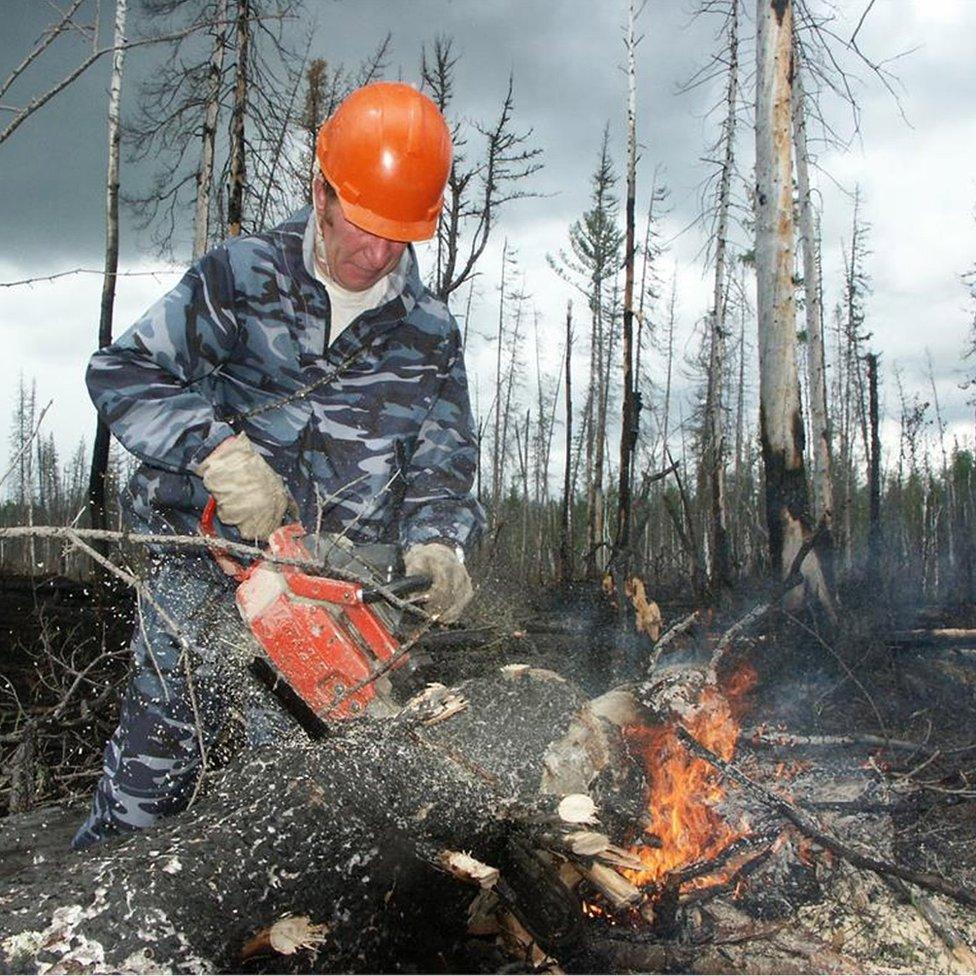 An emergencies ministry serviceman cuts a tree to localise a wildfire in Krasnoyarsk region, Russia. Photo: 1 August 2019