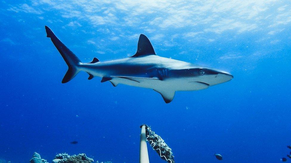 Grey reef shark in Australia