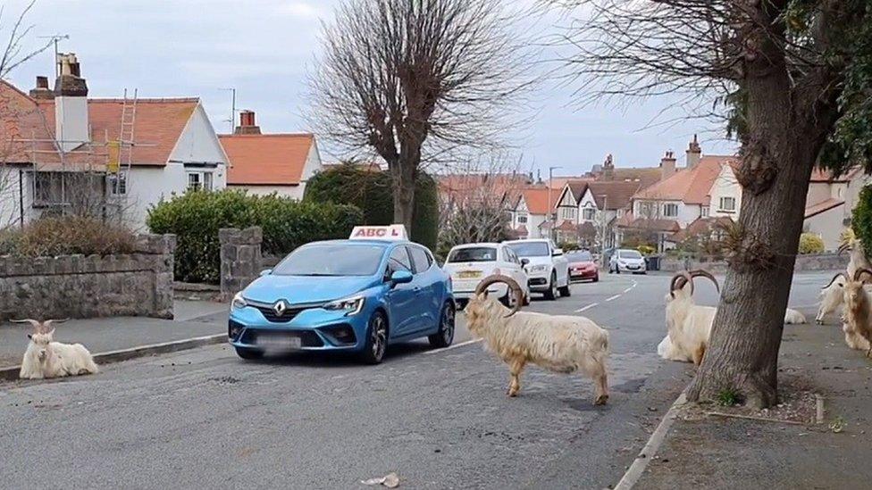 Geifr ar Roumania Crescent, Llandudno