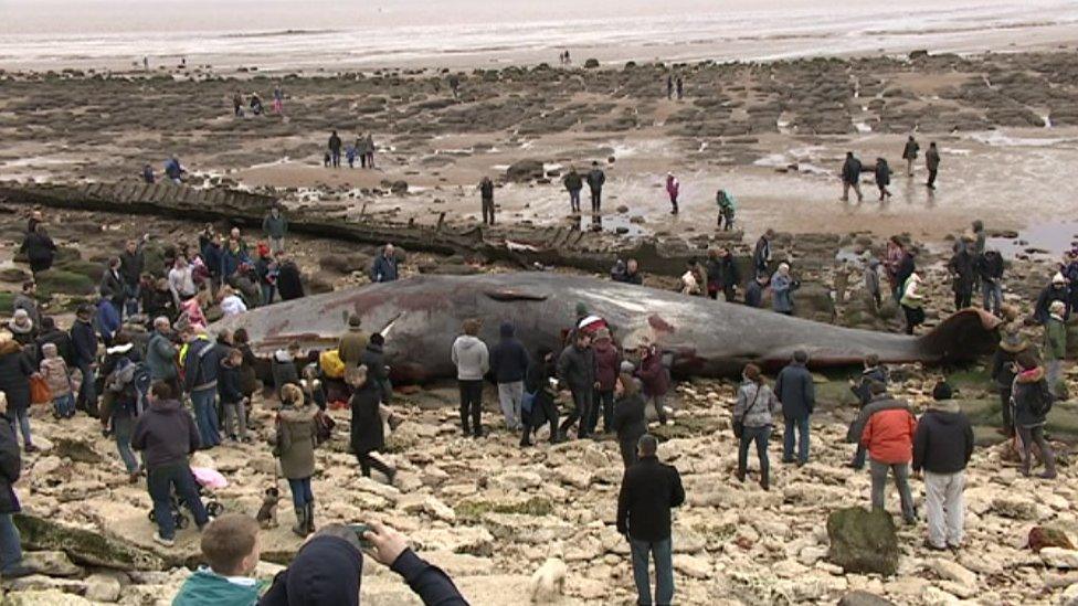 Hundreds of people looking at whale