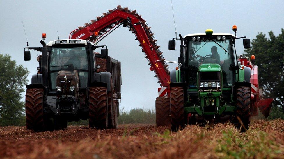 Potatoes being harvested to make Chase vodka