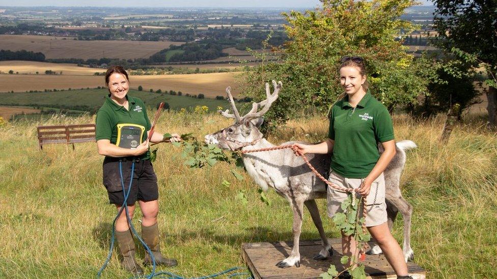 Reindeer (Rangifer tarandus) Heidi with keepers Christina Finch and Danielle Hearne