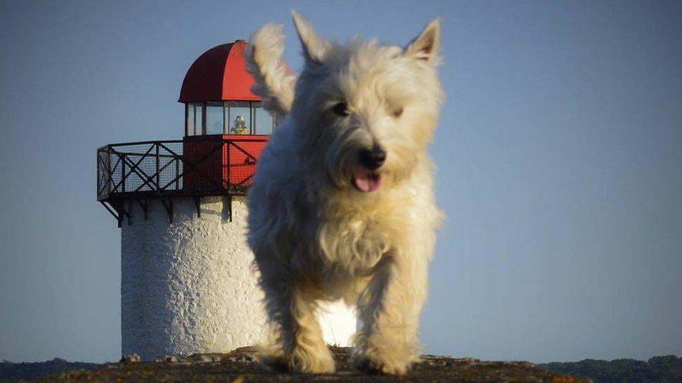 Dog in front of the Burry Port lighthouse near Llanelli