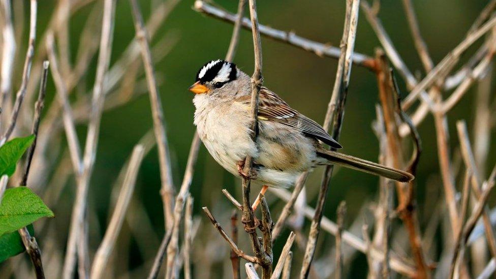 White-crowned sparrow