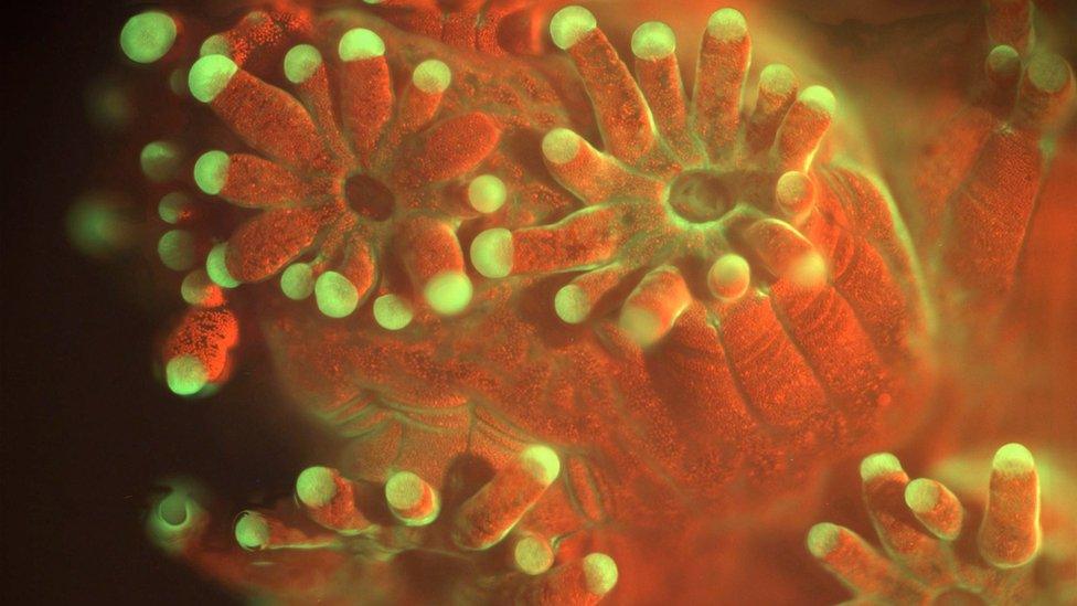 Coral Under Fluorescent Illumination.