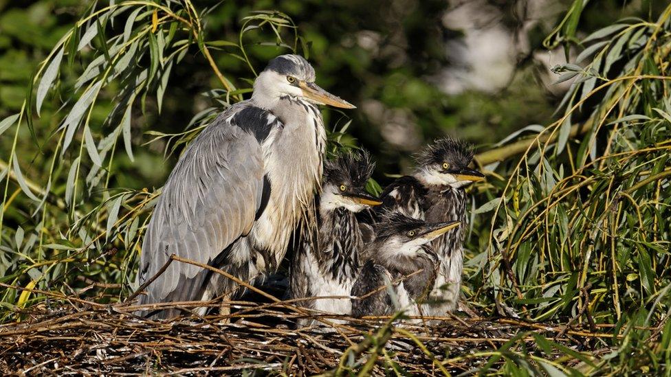 Heron and chicks