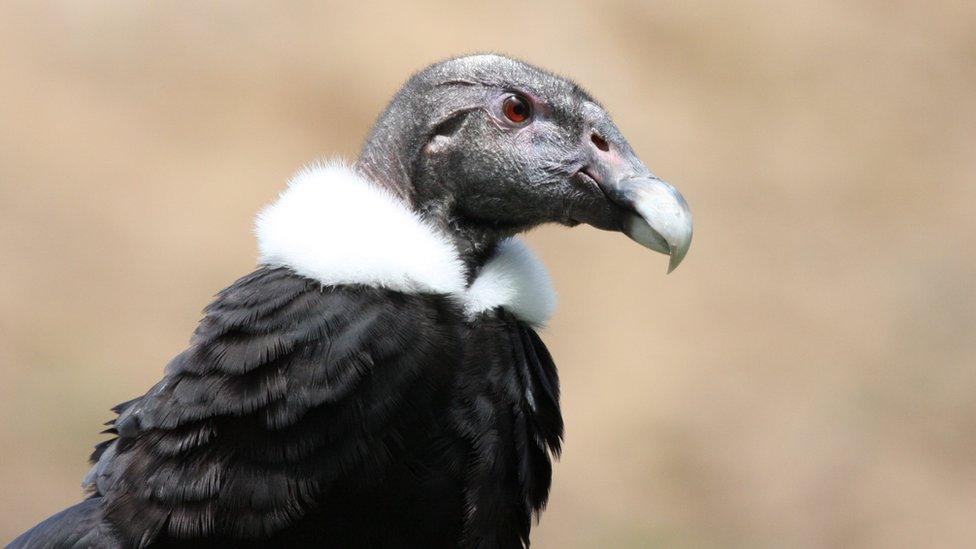 The Andean condor