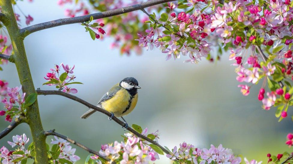 Blue tit on a branch surrounded by flowers