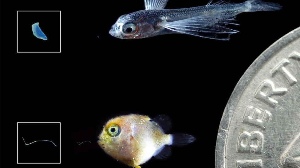 Larval flying fish (top) and triggerfish (bottom) with ingested plastics zoomed in. Dime shown for scale.