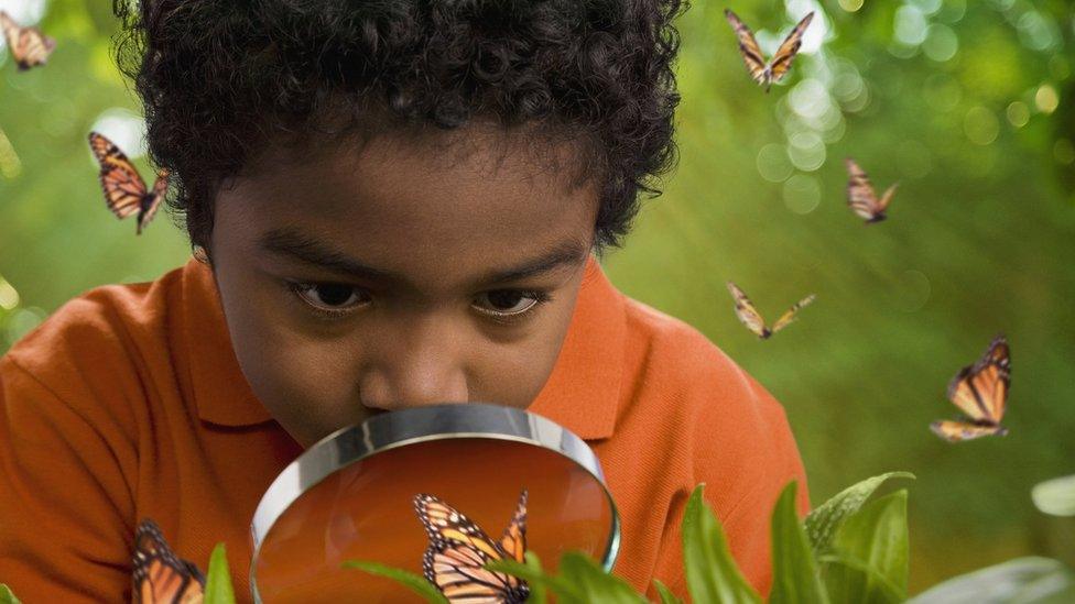 boy-looking-at-butterflies