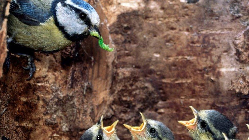 Blue tit with caterpillar feeding chicks