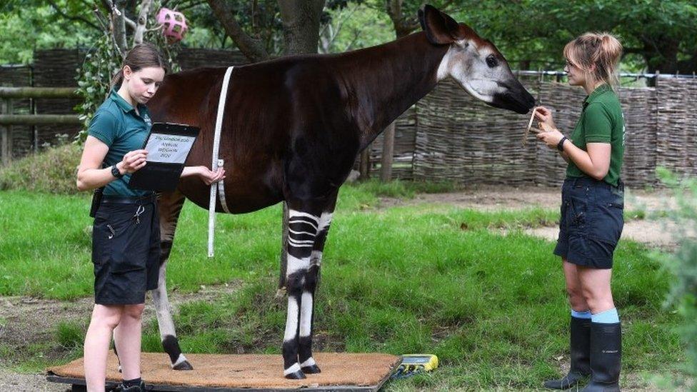 Keepers Jessica Young and Megan Harber weigh Oni the okapi, and measure her pregnant belly, during the annual weigh-in at ZSL London Zoo, London.