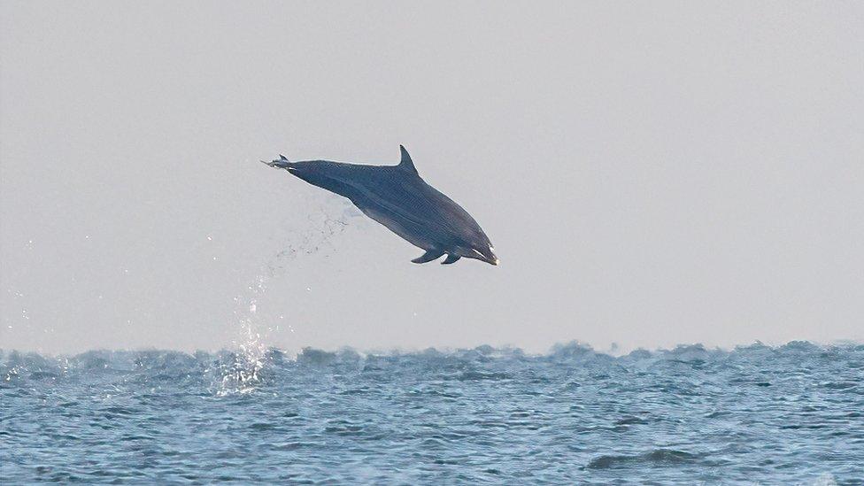 Dolphin leaping from the sea