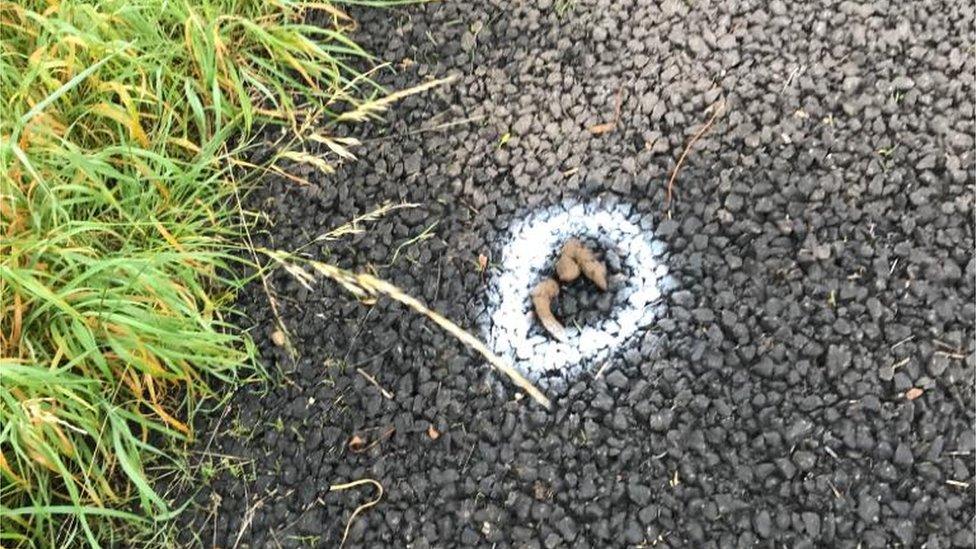 Dog poo on Steam Coast Trail