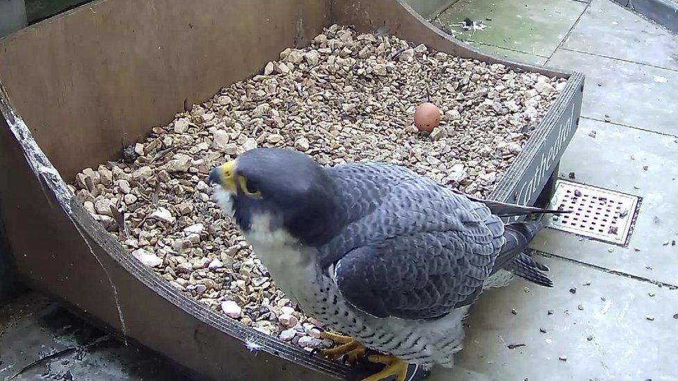 Peregrine falcon with egg