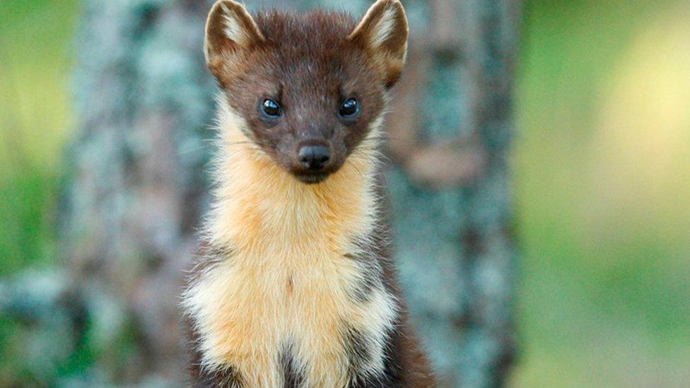 pine marten