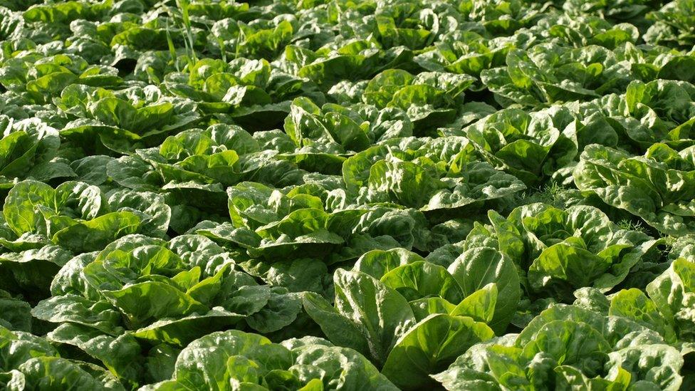 Lettuces in field