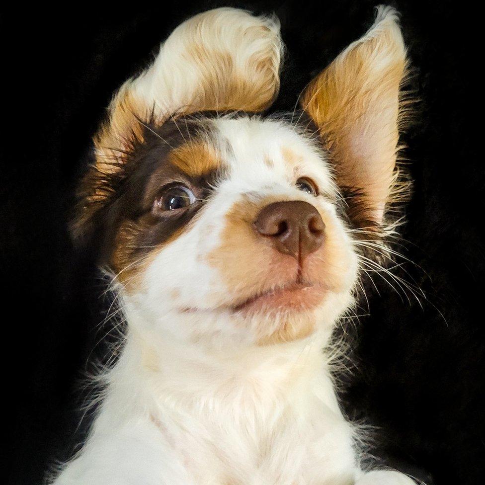 Demmi Havenhand's photo of her pet puppy