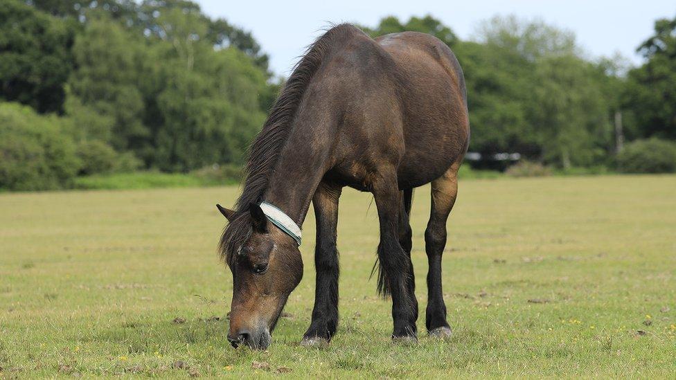 New Forest pony grazing