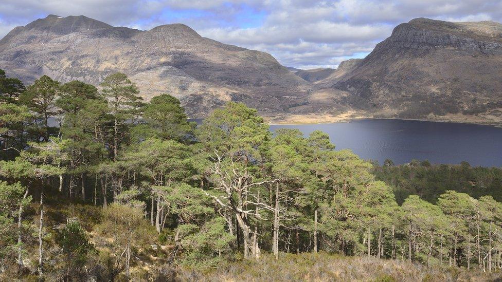 Scots pines growing at Beinn Eighe