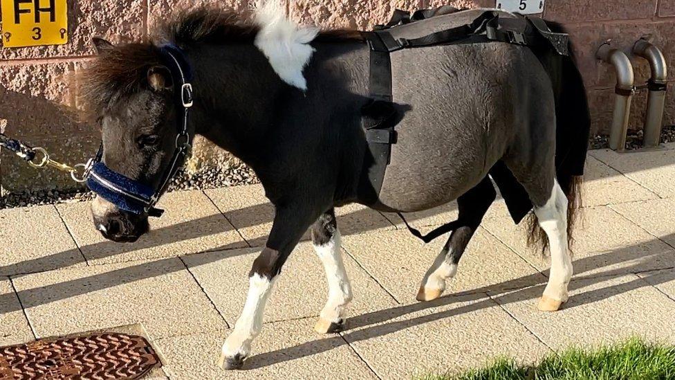 Miniature therapy pony