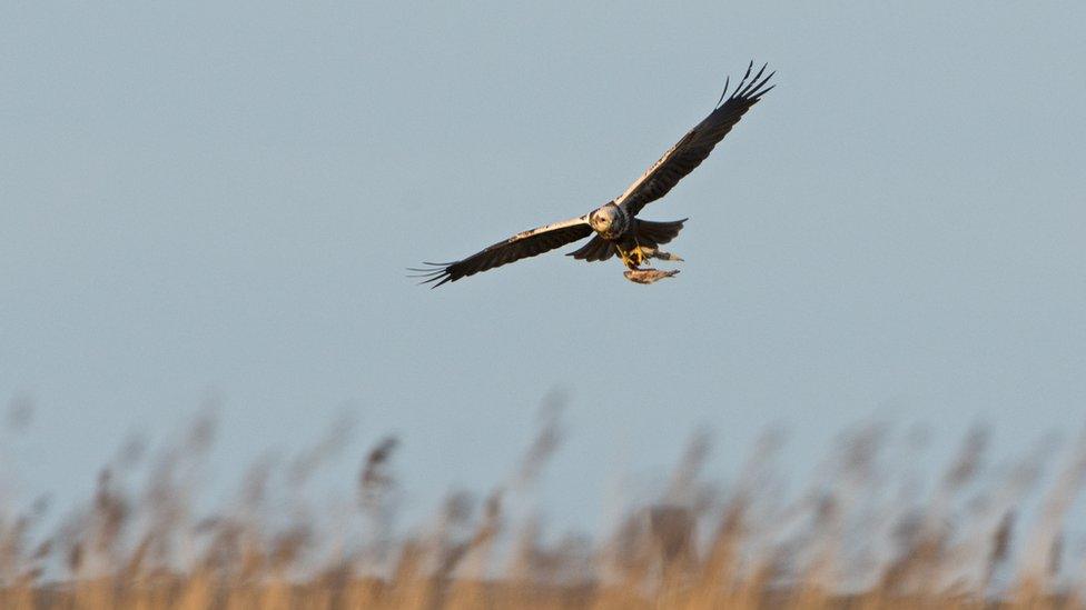 Marsh harrier at Cley, Norfolk