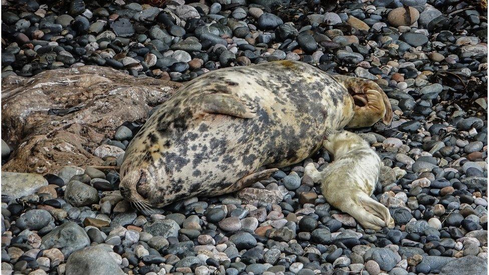 The seals lying on a beach in north Wales