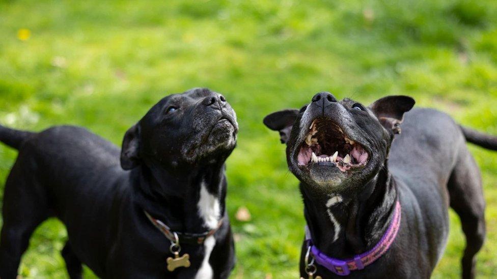 Two black dogs