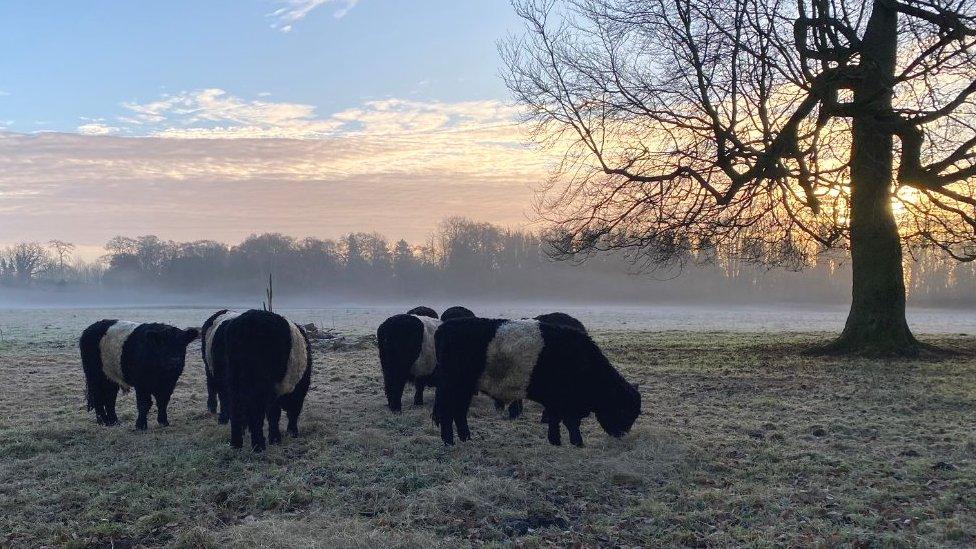 Cows grazing at Wandlebury Country Park