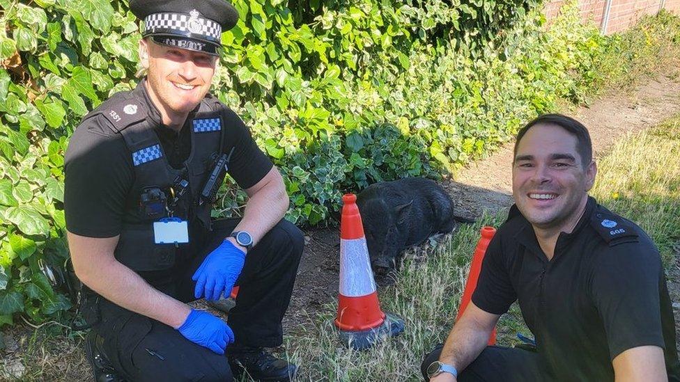 PCs Joe Pike and Richard Bladon with the pig