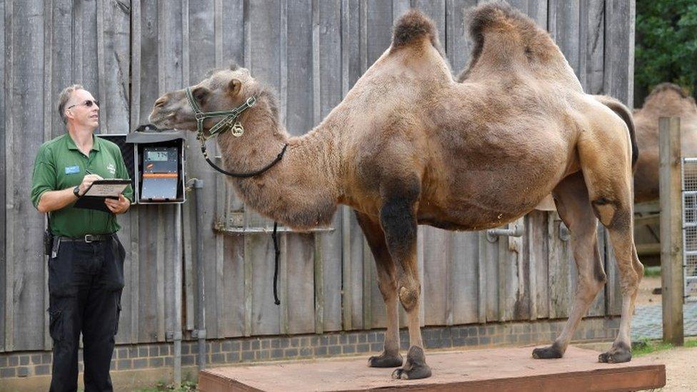 Keeper Mick Tiley weighs Noemie the bactrian camel, during the annual weigh-in at ZSL London Zoo,