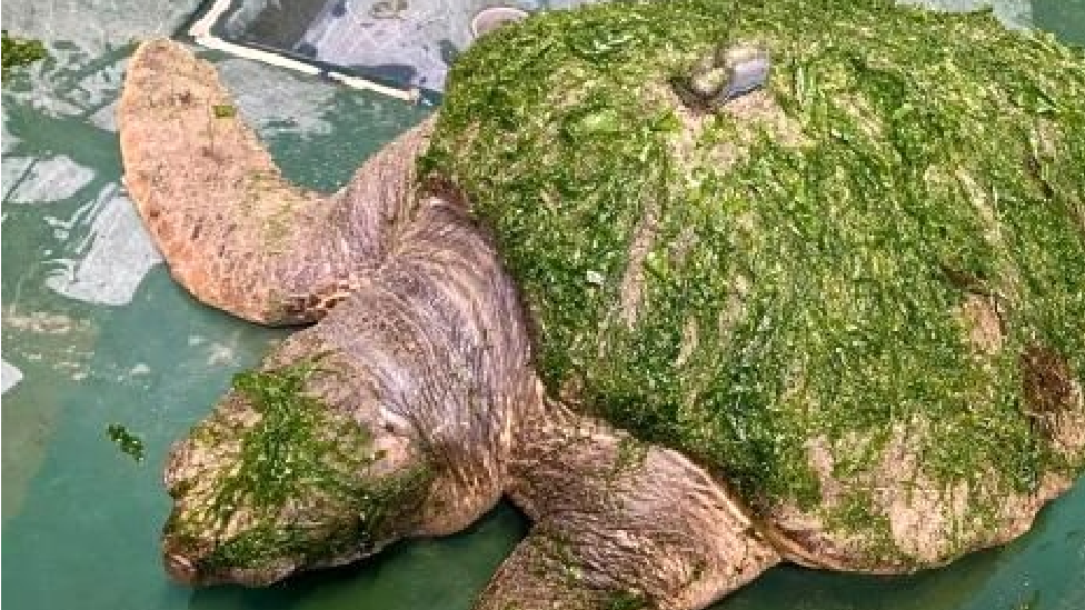 loggerhead turtle washed up on Walney Island