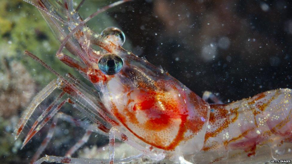 A-picture-of-a-shrimp-underwater.