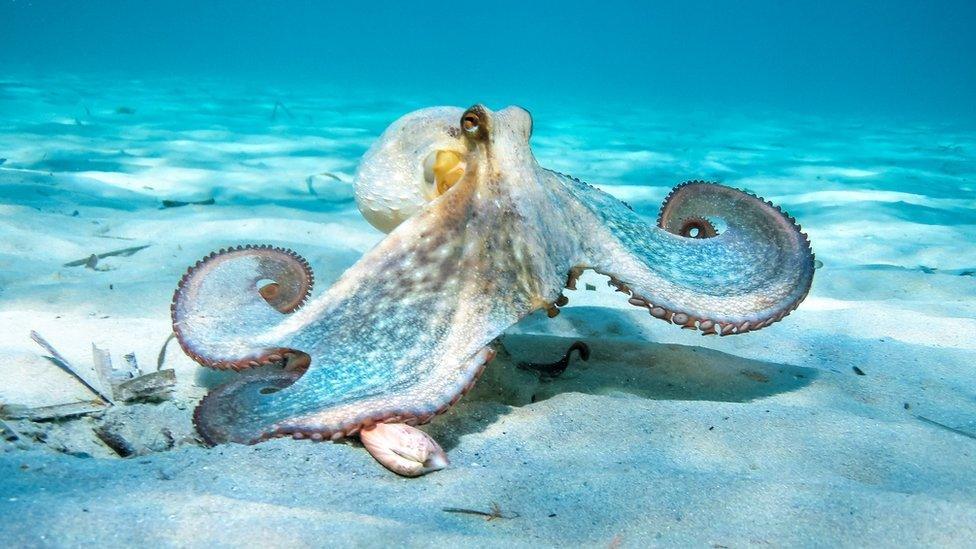 An octopus in the sea