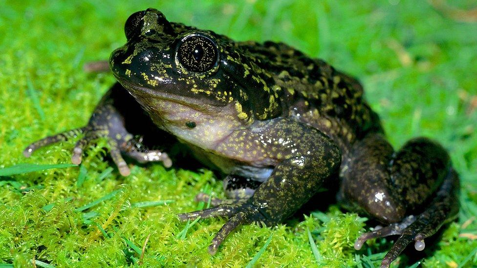 Male of Telmatobius sanborni from Pelechuco (La Paz, Bolivia), photographed in March 2001