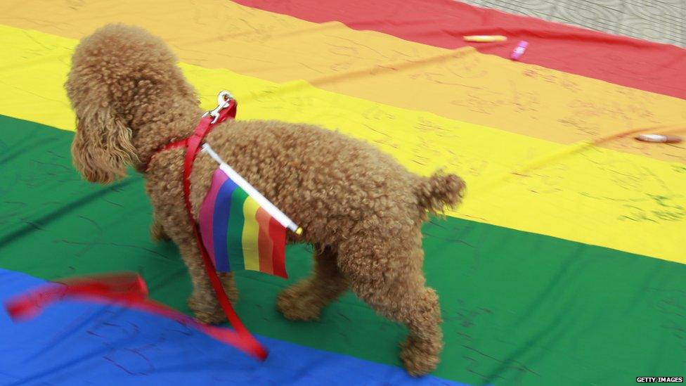 A dog joins a parade for the International Day Against Homophobia in China in 2013