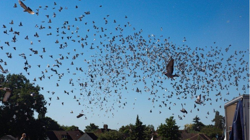 Pigeons's released at Wicksteed Park in Kettering