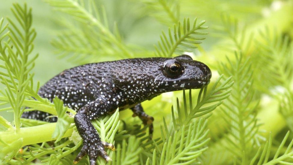 Great Crested Newt