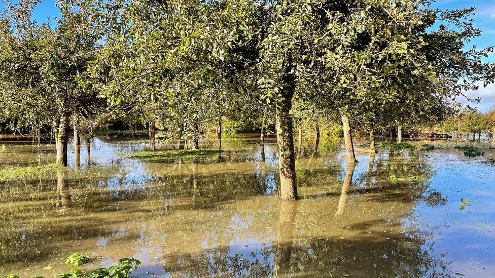 Flooded orchard